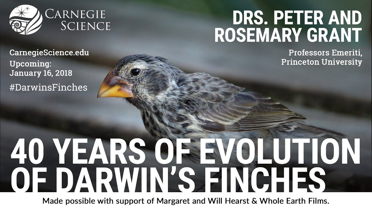 40 Years of Evolution of Darwin's Finches