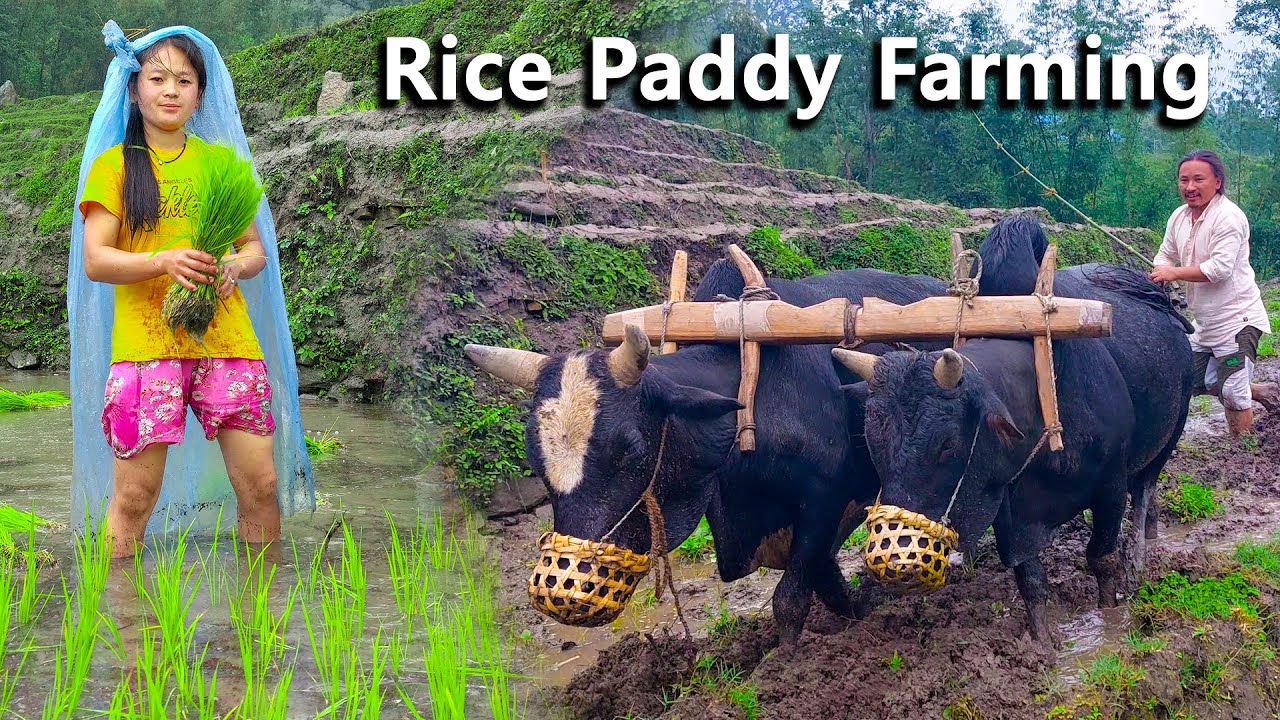 My mother's Paddy Rice Farming in Village || Samita || Kedar @VillageEnvironmentNEPAL  #farming