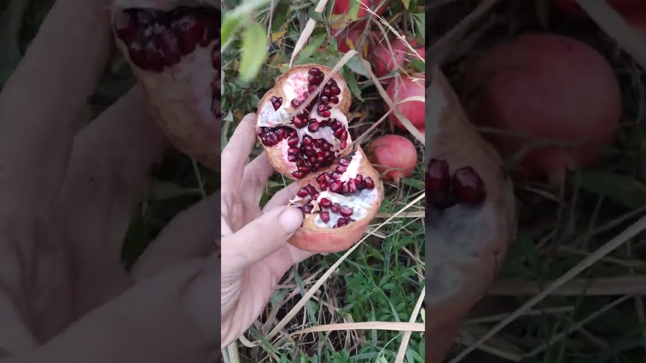 شتلات الرمان الوندر فول  امريكي🌳 شاهد الفيديو حتى النهاية 👇سعر/١٥٠٠جملة 💰مفرد٠٧٥١١٩٠٩١١٩📱٠٧٧٣٢٦٢٣٠٥٥