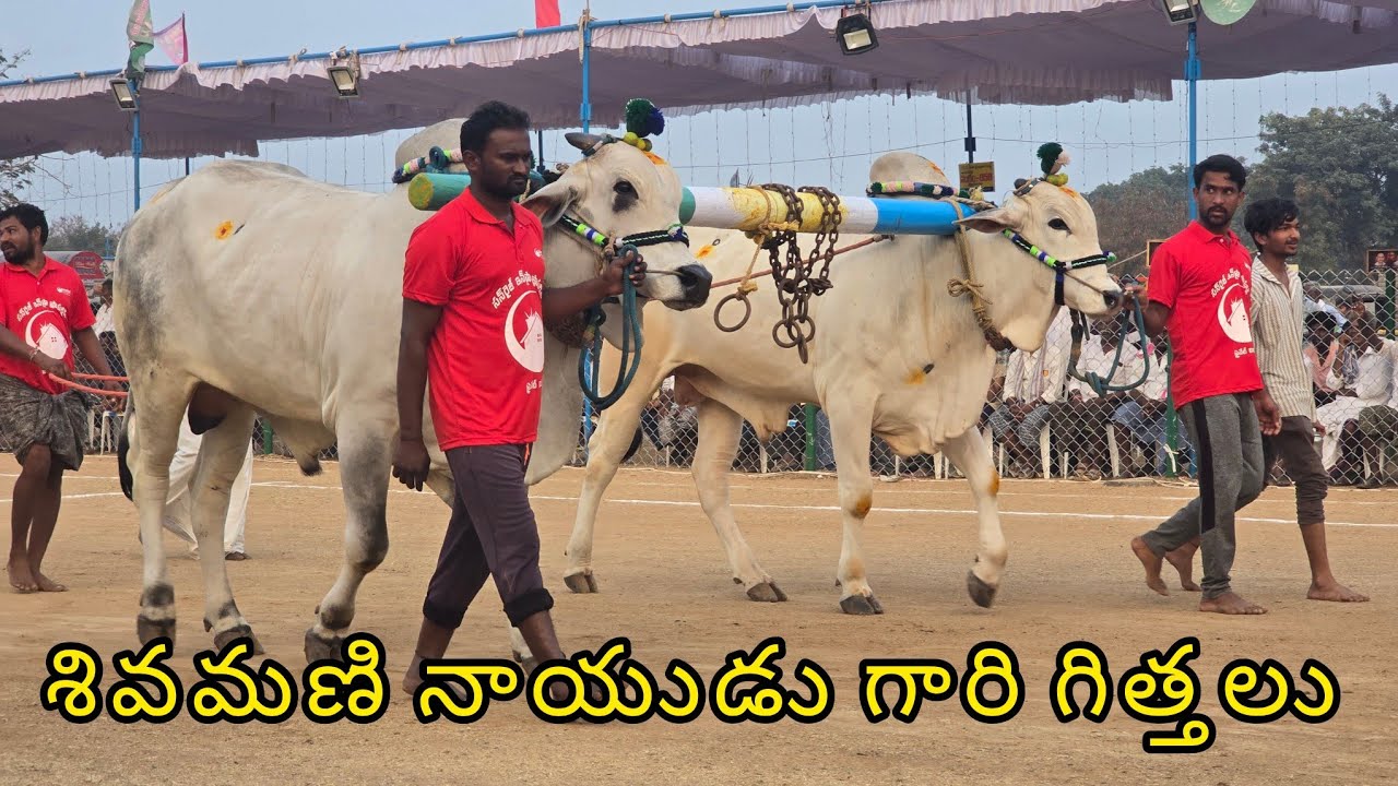రెంటచింతల నాలుగు పళ్ళు 11జత.బొమ్మిన శివమణి నాయుడు గారు కారంపూడి పల్నాడు జిల్లా..*💥