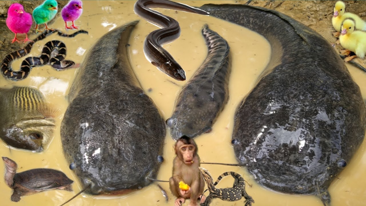 Wow Amazing! Tangkap ikan lele besar, ikan toman, belut, ular, biyawak, kura-kura, monyet, ayam