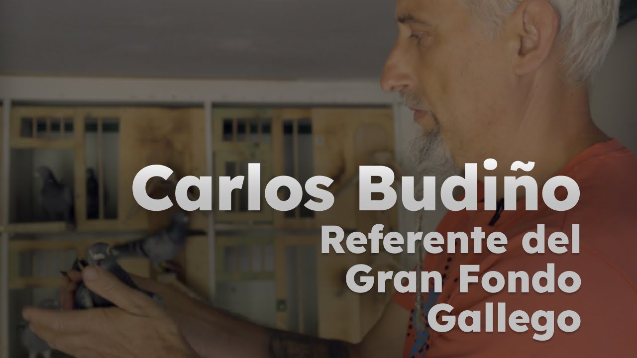Carlos Budiño: Pasión y Maestría en la Colombofilia Gallega