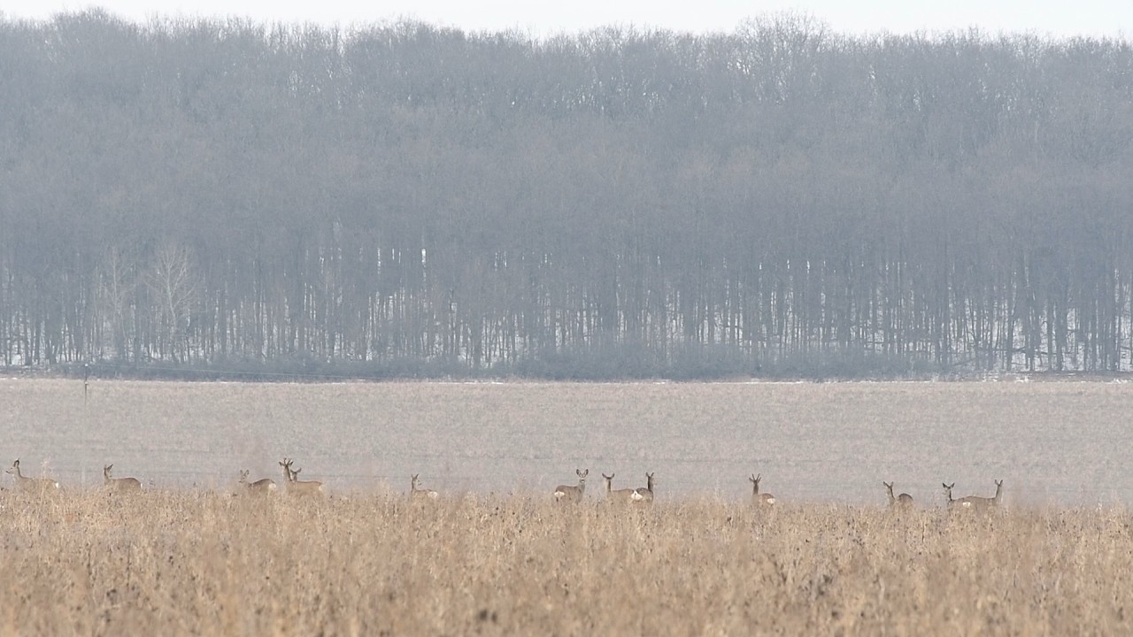 Косулі змінюють локацію.