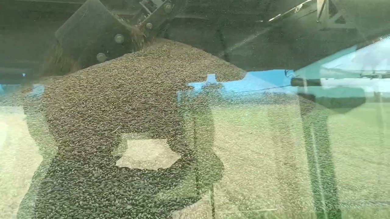 Убираем рожь между дождей...