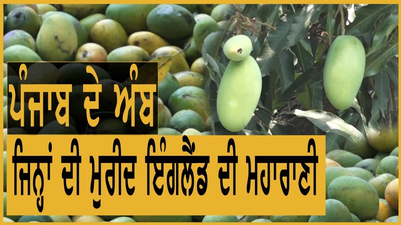 England ਦੀ ਮਹਾਰਾਣੀ ਦੀ ਪਹਿਲੀ ਪਸੰਦ ਪੰਜਾਬ ਦੇ ਇਸ ਬਾਗ਼ ਦੇ ਅੰਬ | Special Report