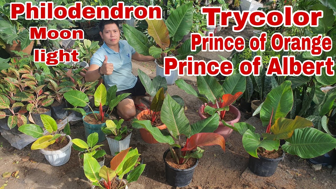 3 Kinds of Philpdendron Trycolor/Prince of Albert/Moonlight & Prince of Orange !!!