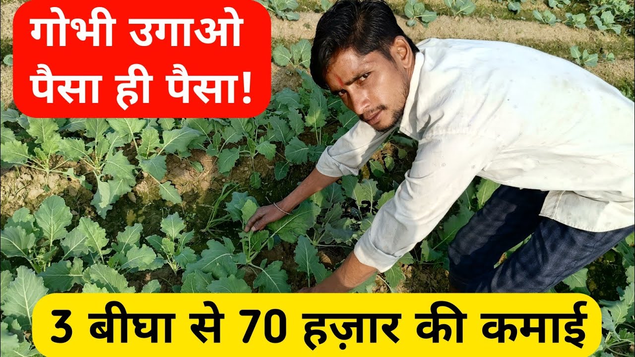 ऐसे करें गोभी की खेती, होगी दुगनी कमाई | गोभी की उन्नत खेती 2026 | Gobhi Farming Profit