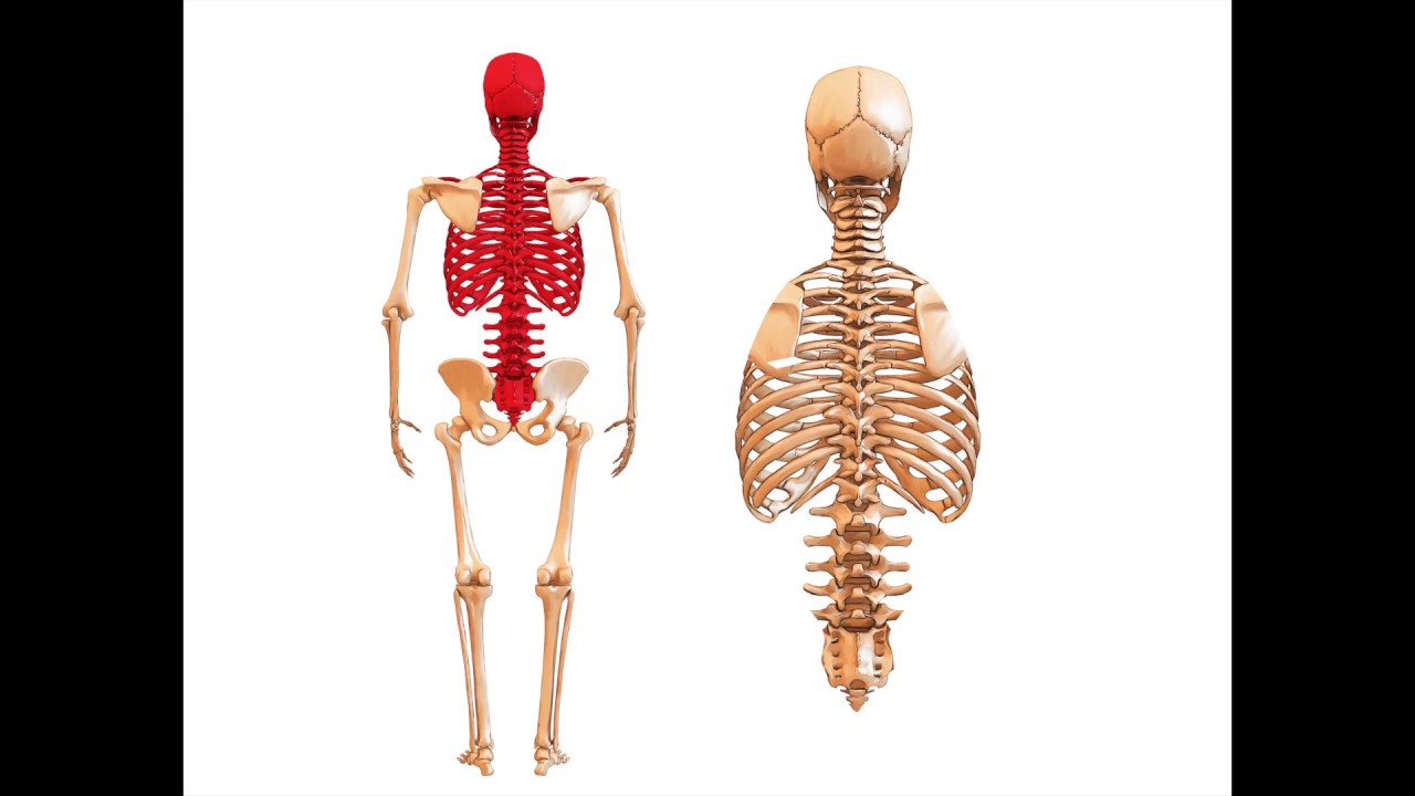 Level 2 Unit Anatomy & Physiology (Revision Lesson) - Level 2 Fitness Instructing (Gym) Course