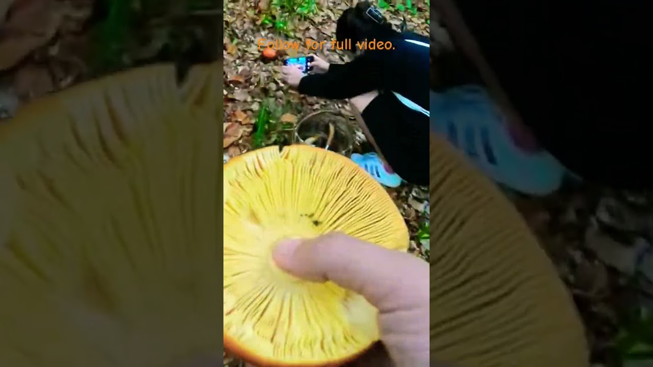 Caesar's Amanita. Sezar mantarı.İmparator mantarı.Mushroom hunt. #amanitacaesarea #amanitamuscaria