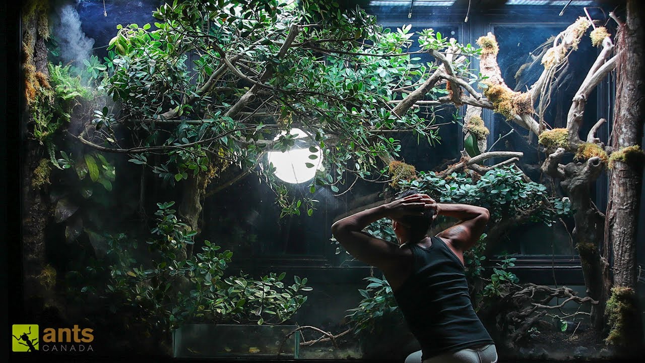 Stopping an Ant Invasion in My Giant Rainforest Vivarium