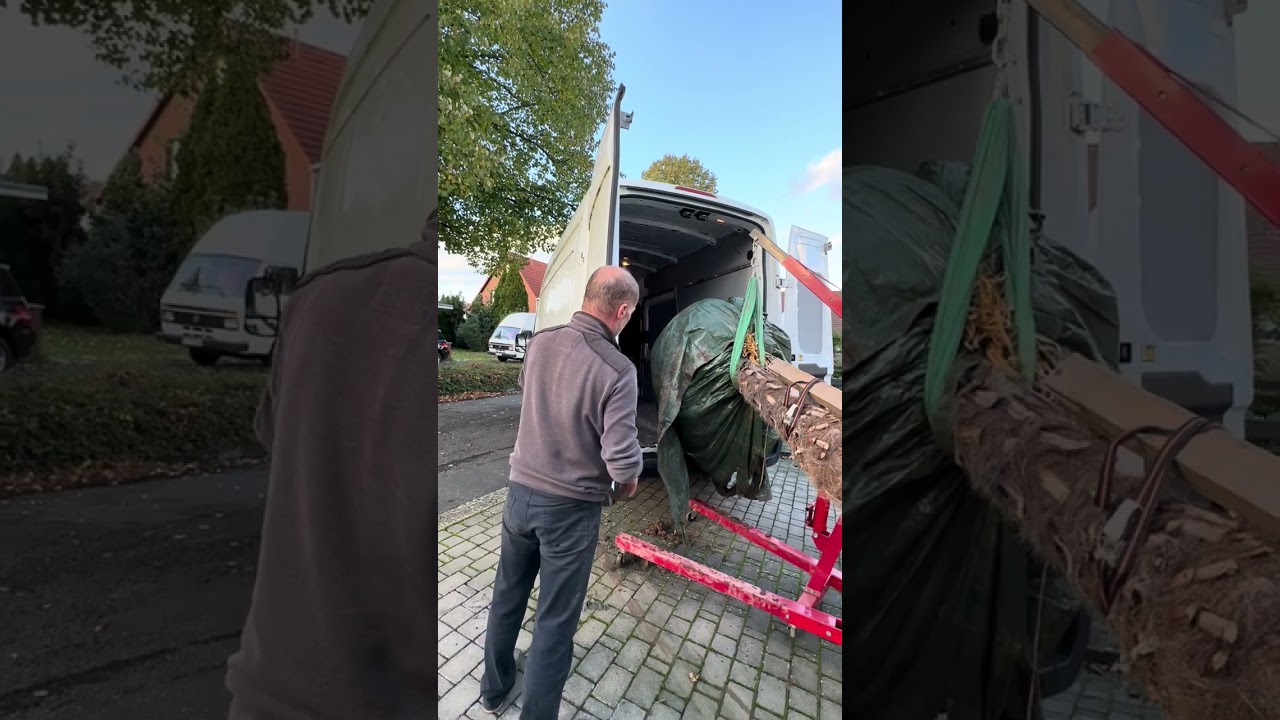 Hanfpalme aus Gartenboden ausgraben. Trachycarpus Fortunei umziehen