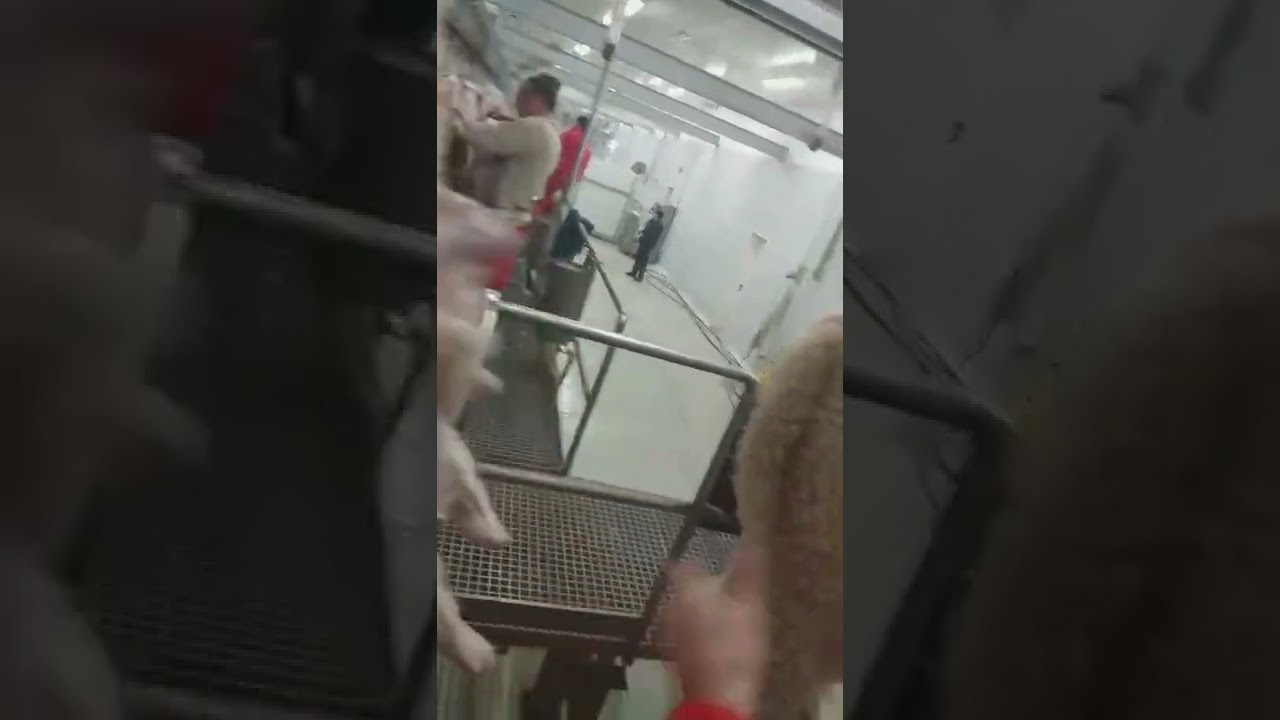 Owca sk&oacute;rowanie lewej nogi ubojnia/Sheep skinning the left leg of a slaughterhouse