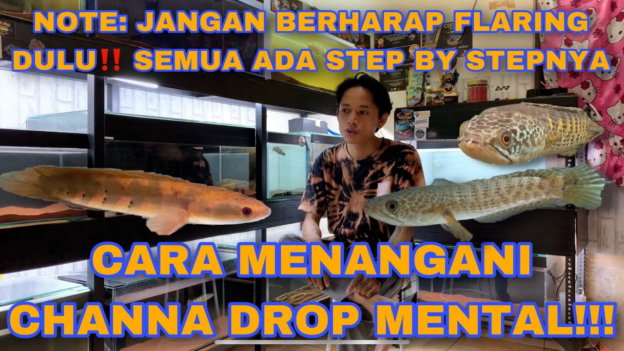 CARA MENAGANI IKAN CHANNA DROP MENTAL ,MOJOK PARAH‼️ #channayellowsentarum #auranti #channastewartii