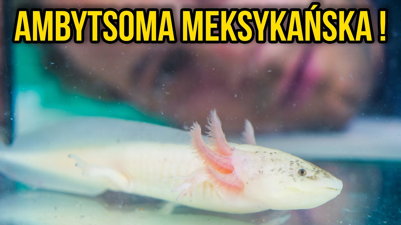 CIEKAWOSTKI O HODOWLI AKSOLOTLA W DOMU