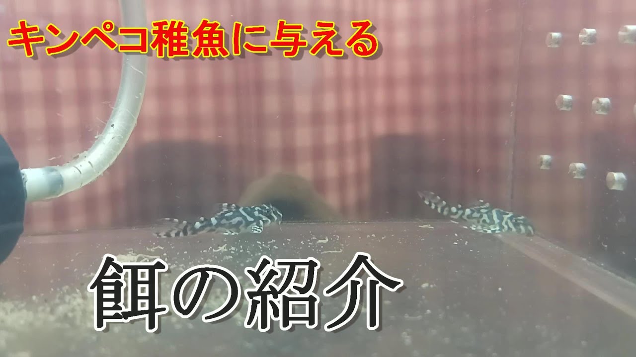 【商品紹介】キンペコブリーダー愛用の餌！メリットデメリットも解説してます！