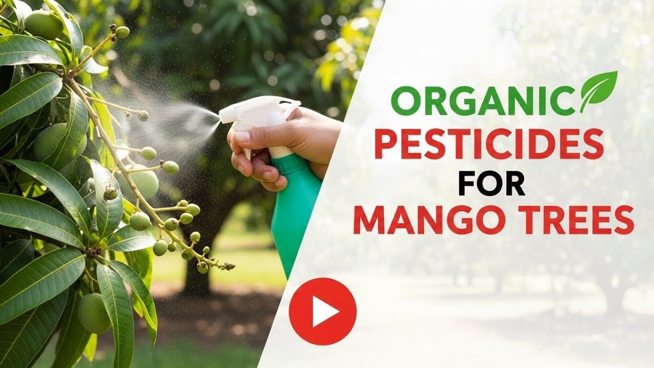 Organic Pesticides for Mango Trees | Organic Spray