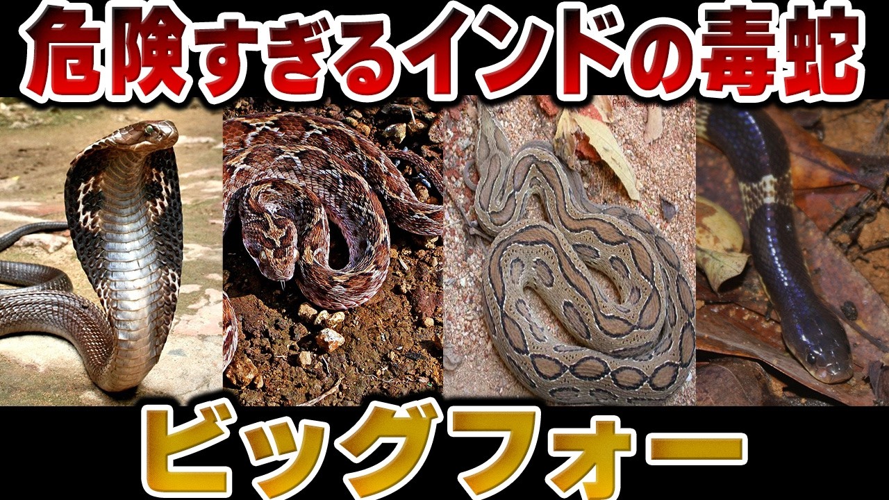 【インド4大毒蛇】世界の毒蛇被害半分以上がこの4匹！コブラ、ラッセルクサリヘビ、アマガサヘビ、カーペットバイパーについての徹底解説【ゆっくり】