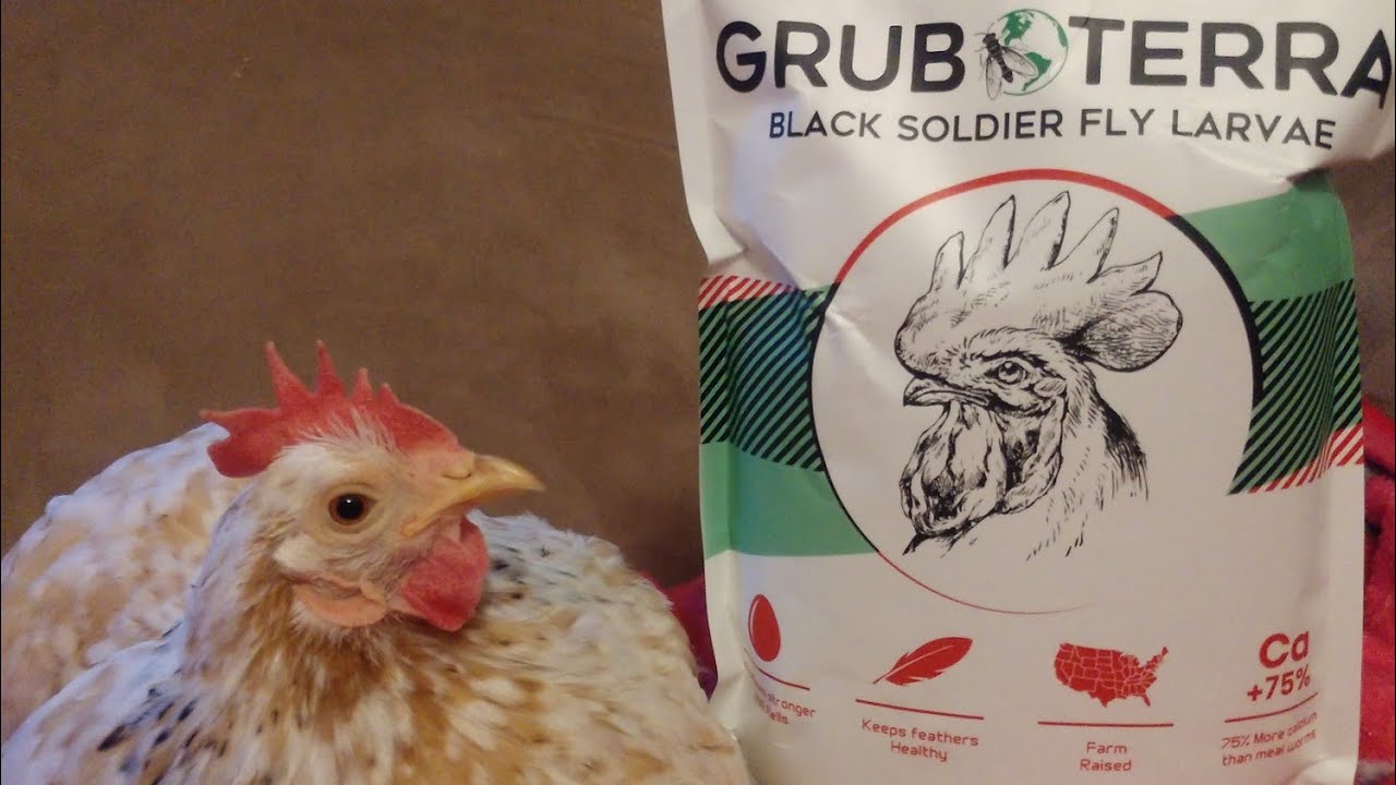 Product Review Grub Terra