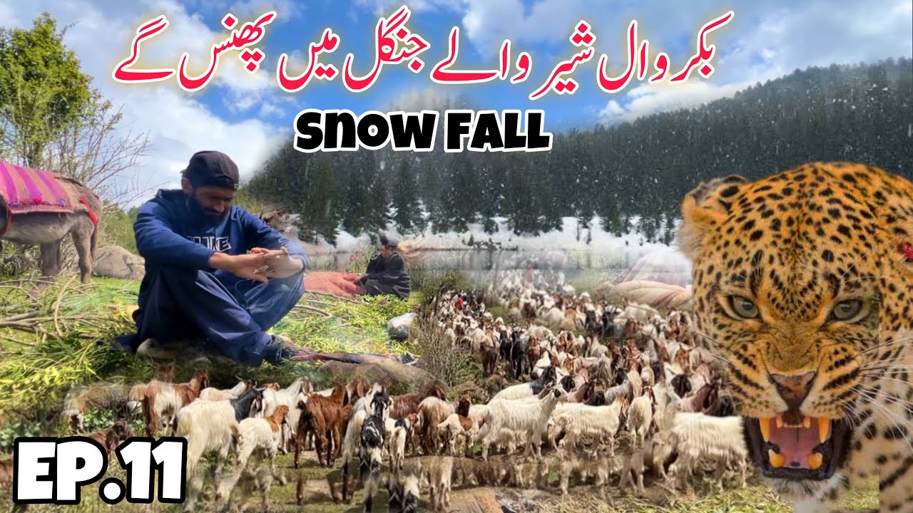 😨 Stuck in Leopard Jungle for 4 Day’s| Travelling with Bakarwal in Kashmir Episode 11
