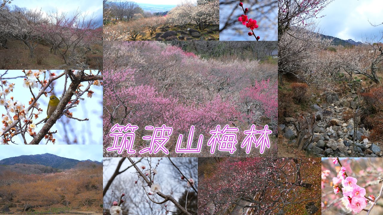 【茨城遊山】　茨城県つくば市　