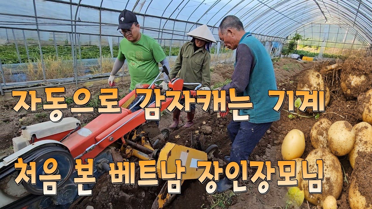 감자캐는 기계 처음 본 베트남 장인장모님