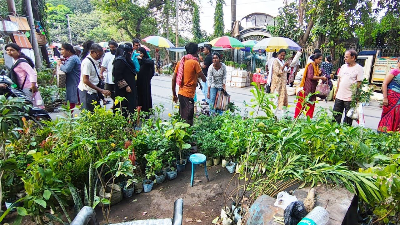 V1026 বেলা তিনটেয় মার্কেটের শেষে এই নার্সারিতে মাত্র 20 টাকায় গাছ পাবে Galiff Street Market Kolkata