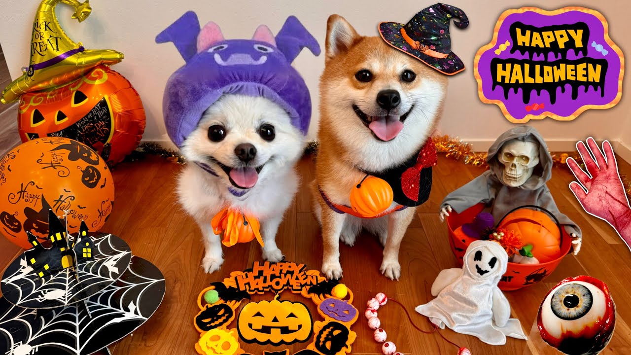 犬猫たちのハロウィンお菓子パーティ(#にゃんてわんだふる)dog Halloween  party