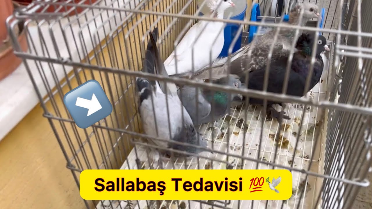 İLAÇSIZ SALLABAŞ TEDAVİSİ & BEYAZ YAVRULAR ⁠@atakanpigeonist de UÇUCAK - Taklacı Güvercin Oyunkuşu