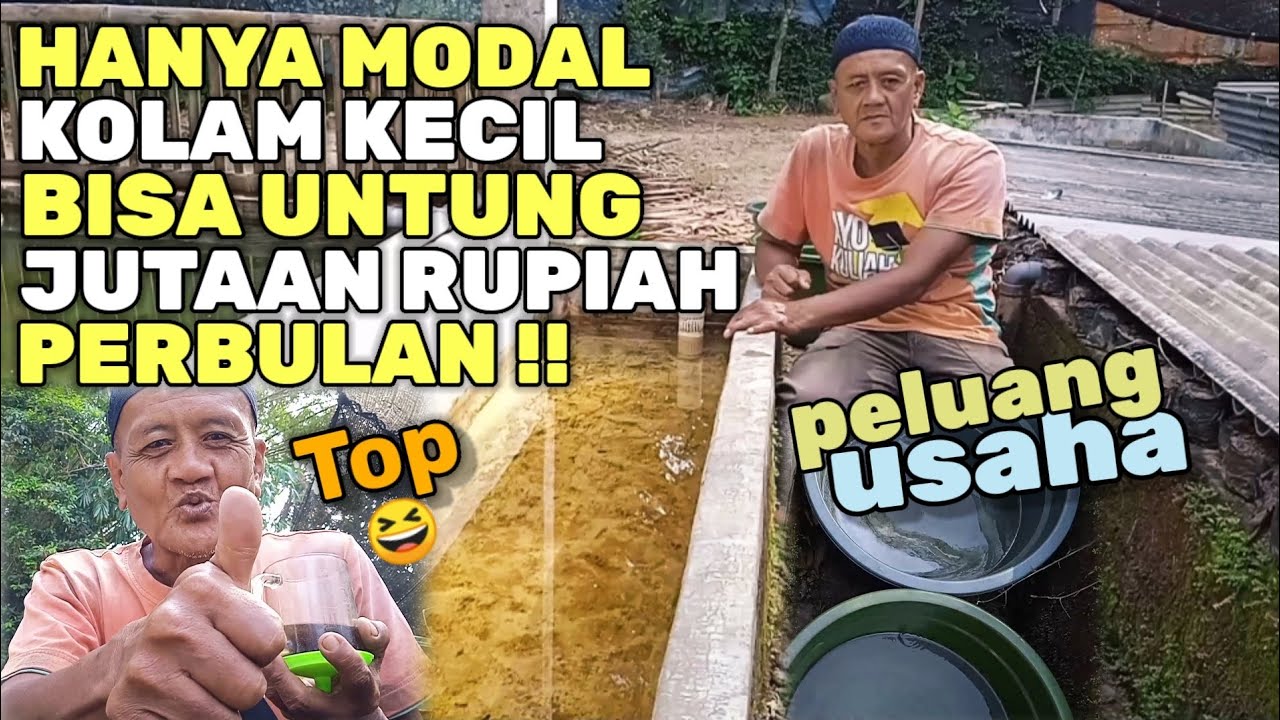 TOP! TEBAR LARVA IKAN GURAME💰 DI KOLAM KECIL | L50CM X P3M.