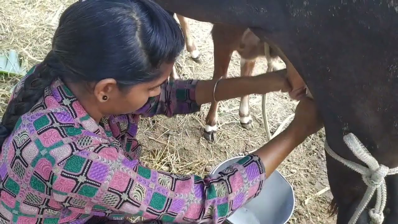 Indain village🙆 girl cow🐄 milking by hand✋/how to cow milking hand /priya k vlog /cow milking