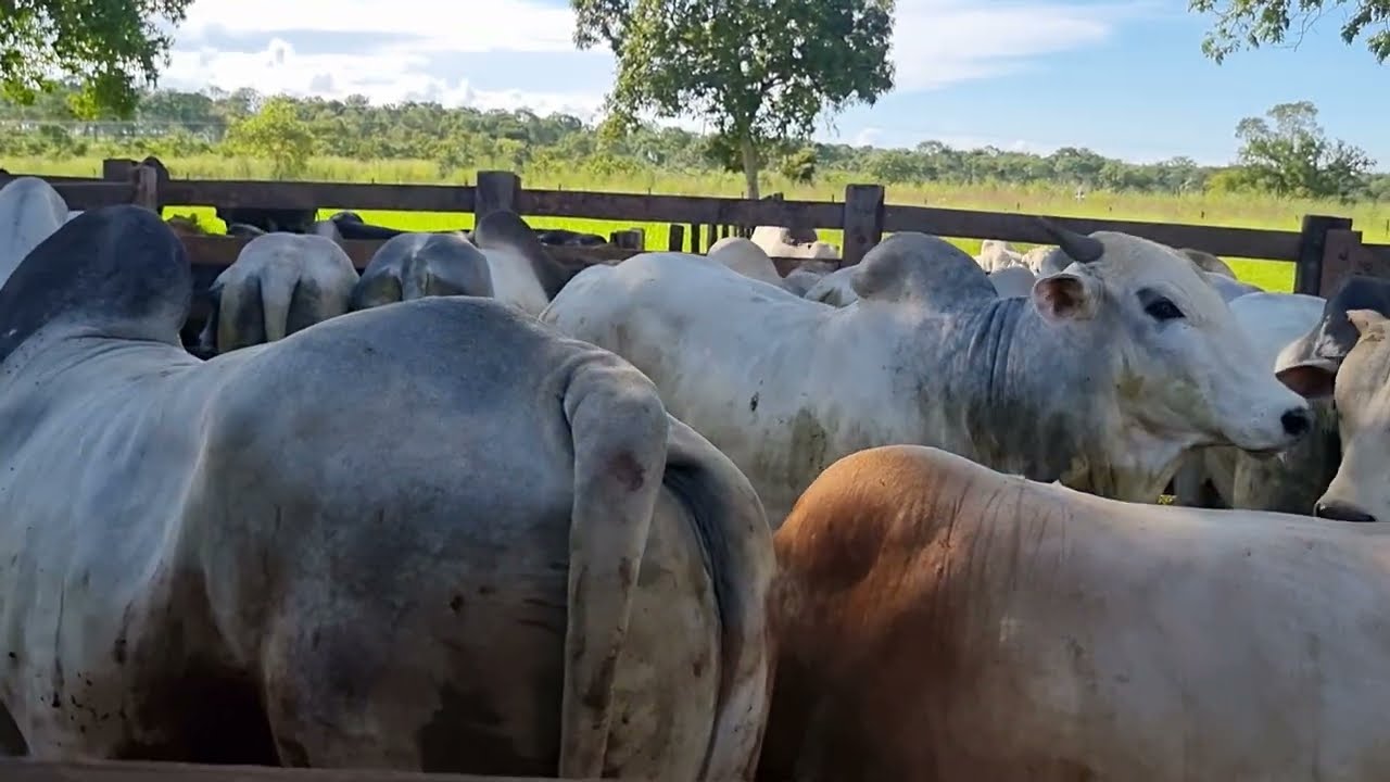 MAIS DE 200 BOIS  na pesagem PARA ABATE #PART 1
