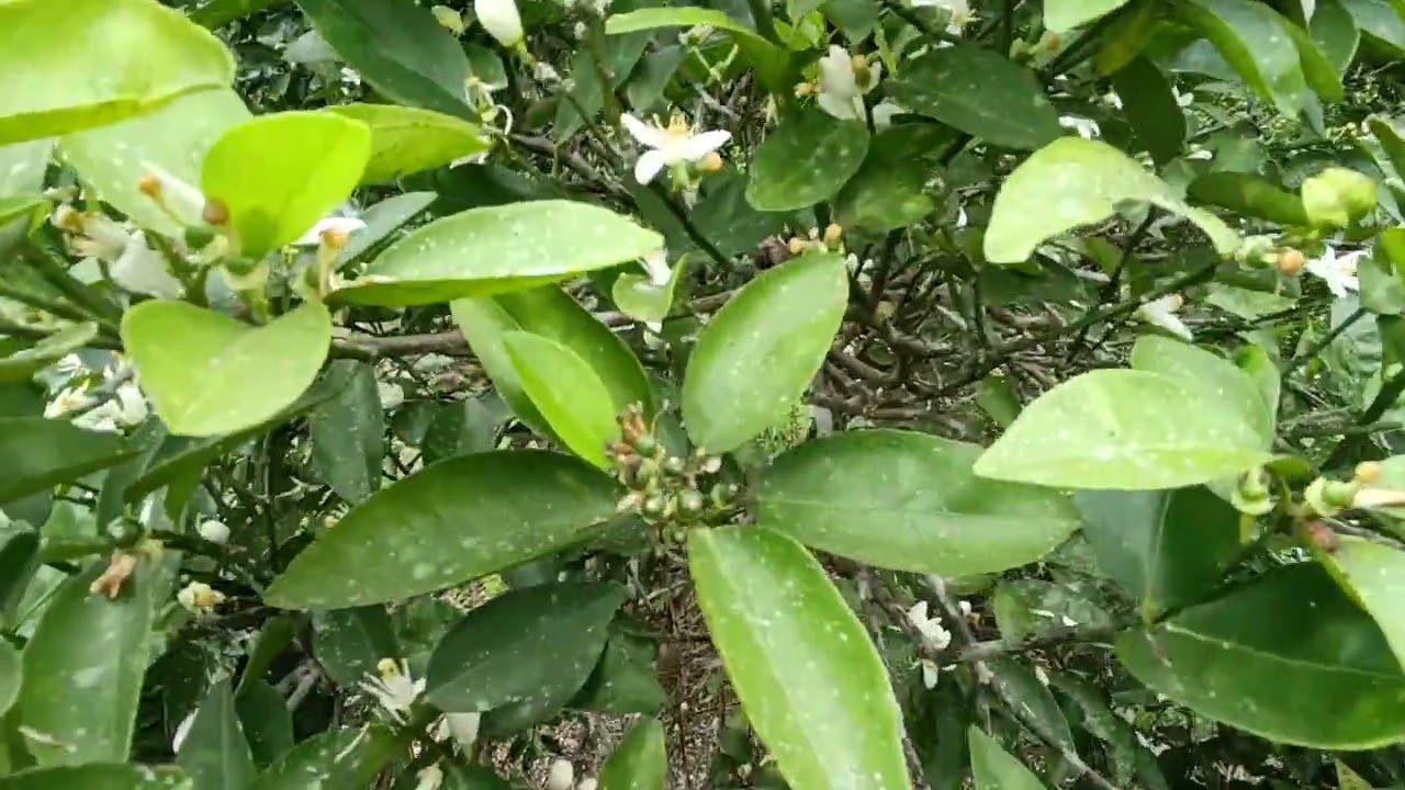 Floración en citricos