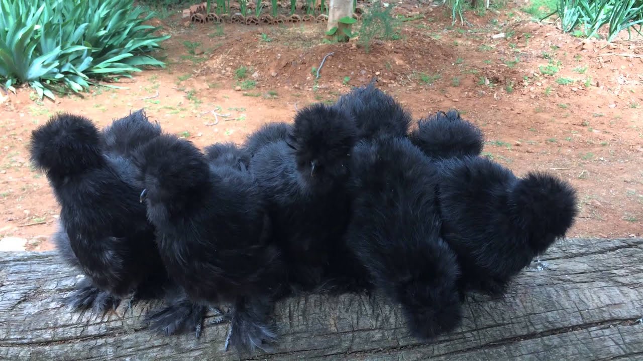 SILKIES COLOR NEGRO 100% USA