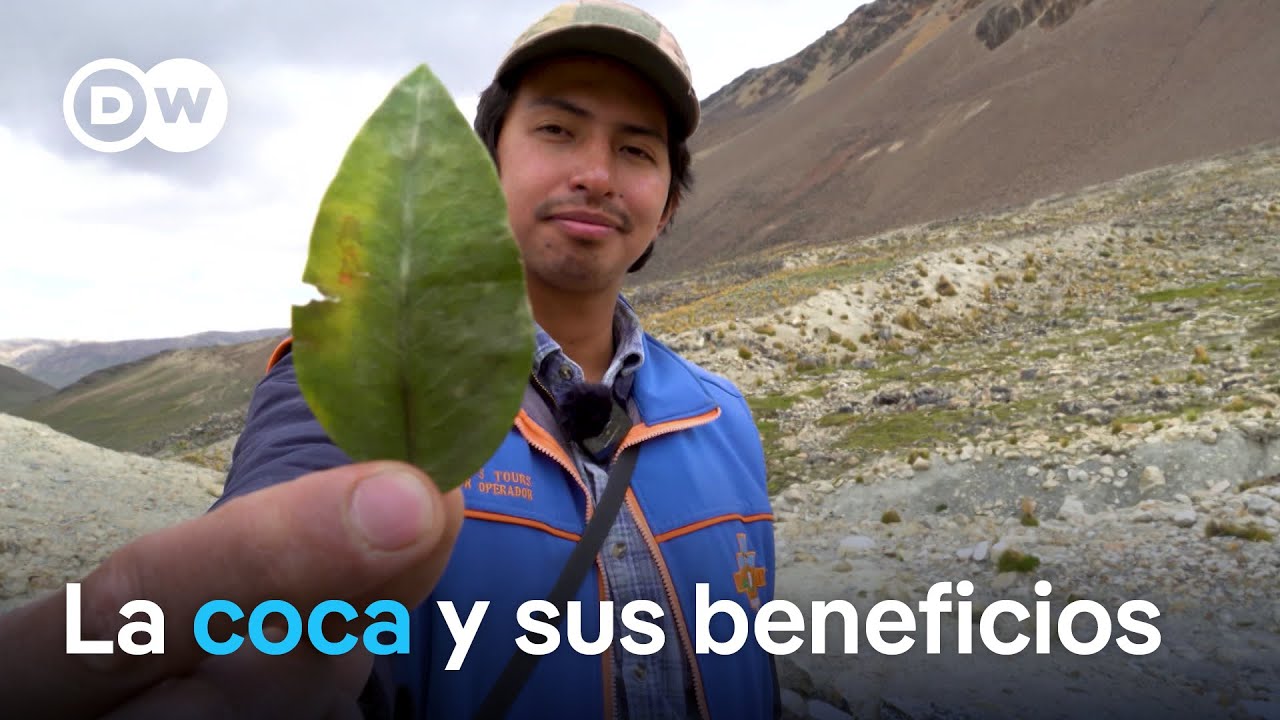 Coca: una planta estigmatizada con gran potencial