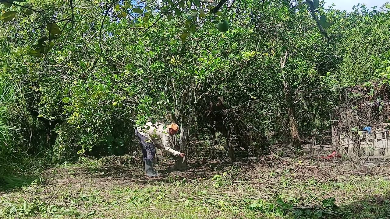 ASI SE COMA LEAN  LOS ÁRBOLES   FRUTALES  