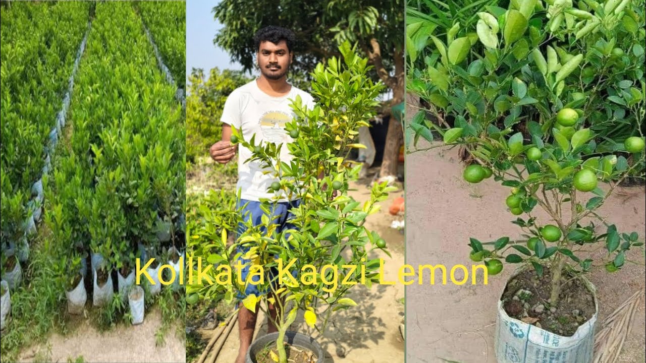 Kollkata Kagzi lemon / Seedless pati lemon / ☎️8016232022/ Online Curier service available 🌱