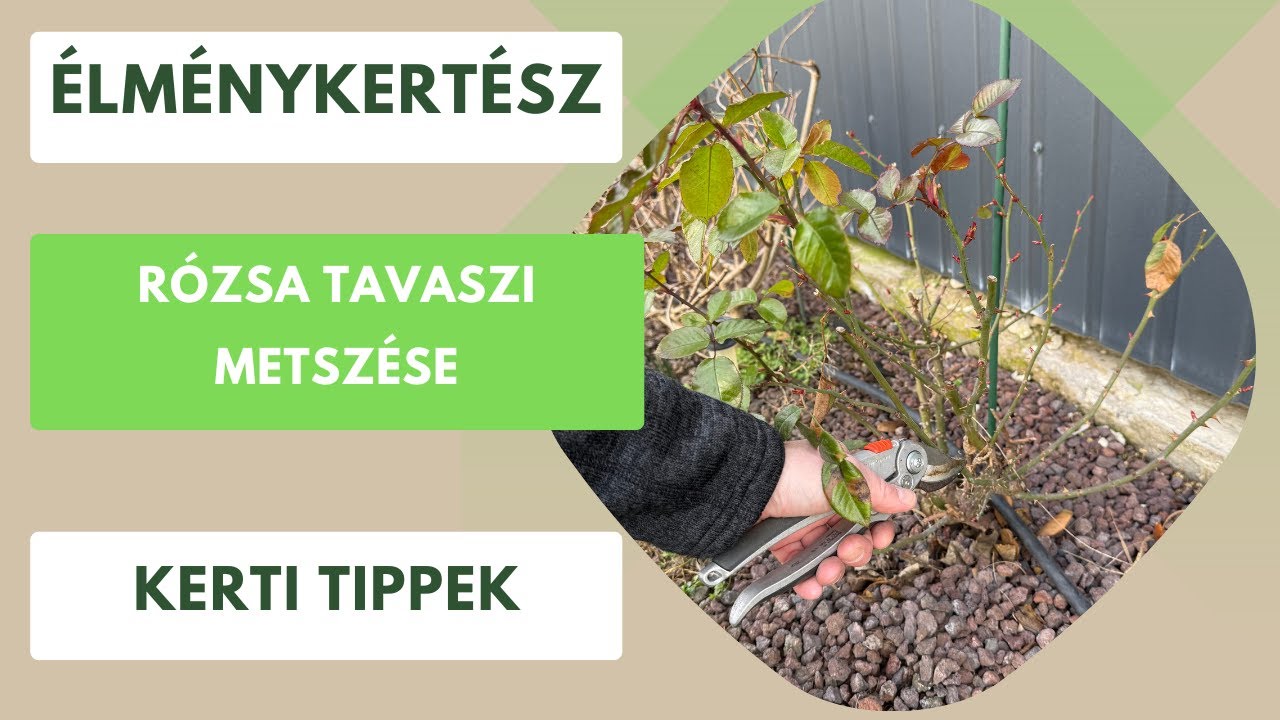 Rózsa tavaszi metszése a gazdag virágzás érdekében🌹- Élménykertész tippek