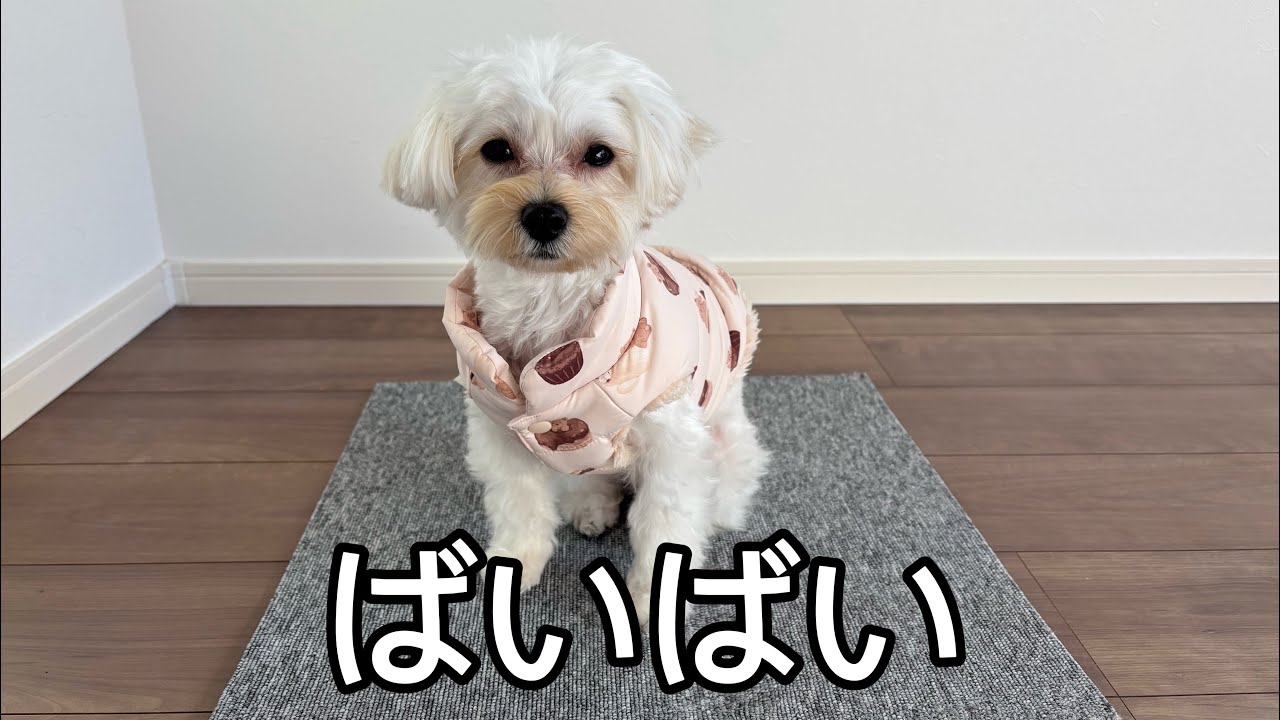 第二の犬生はじめます #赤ちゃん #赤ちゃんと犬 #赤ちゃんのいる生活 