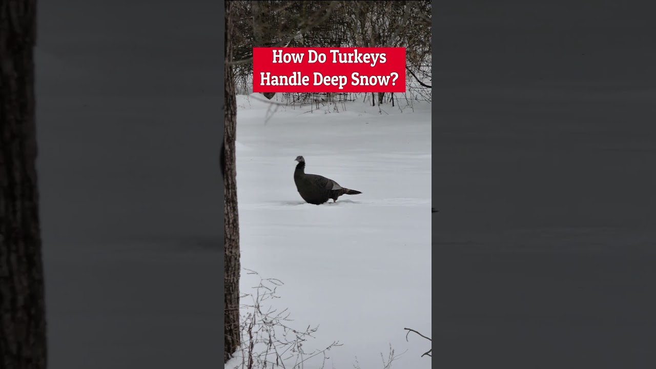 Wild Turkeys After The Winter Storm 