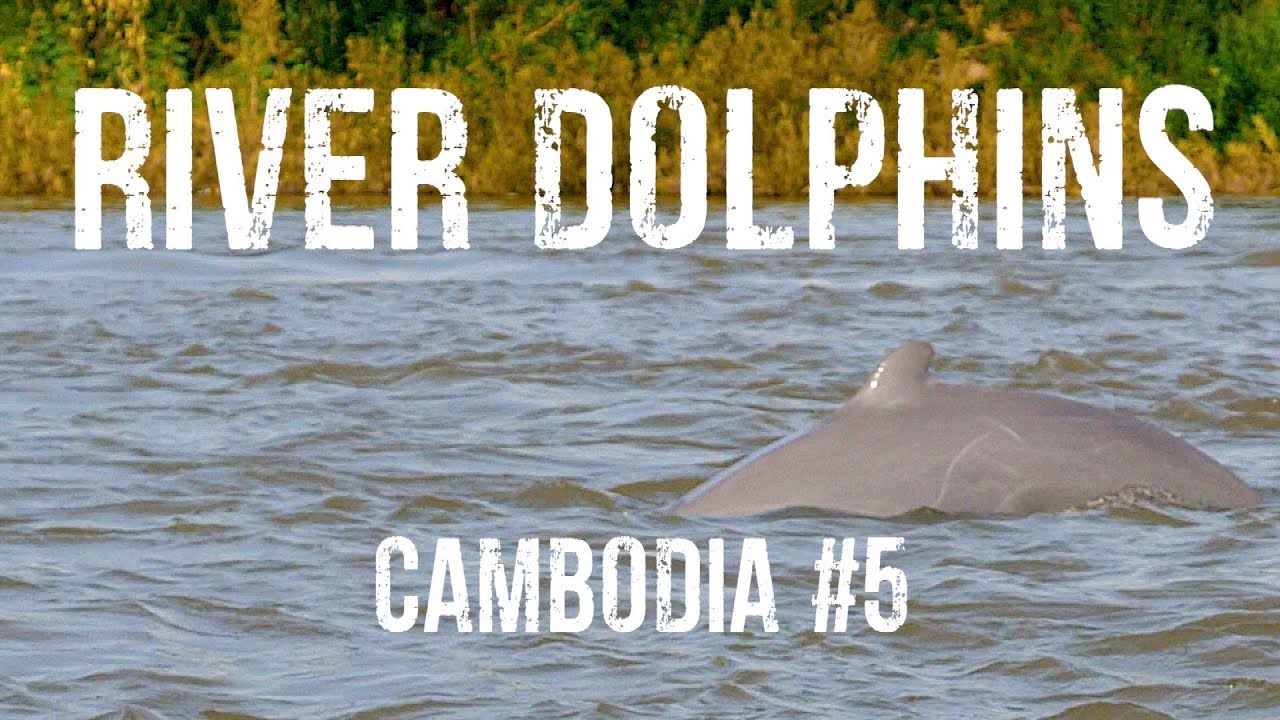 CAMBOGIA  |  I DELFINI di acqua dolce di KRATIE