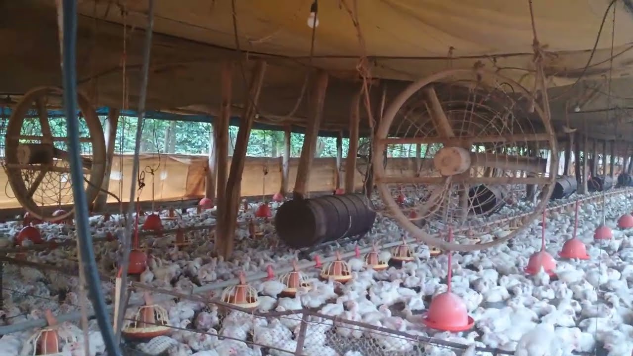 Frangos de 28 dias na granja 