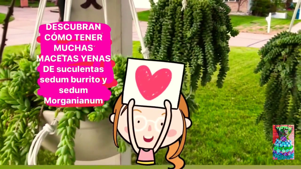 Sedum Morganianum sedum Burrito Colita de burro información sobre sus cuidados