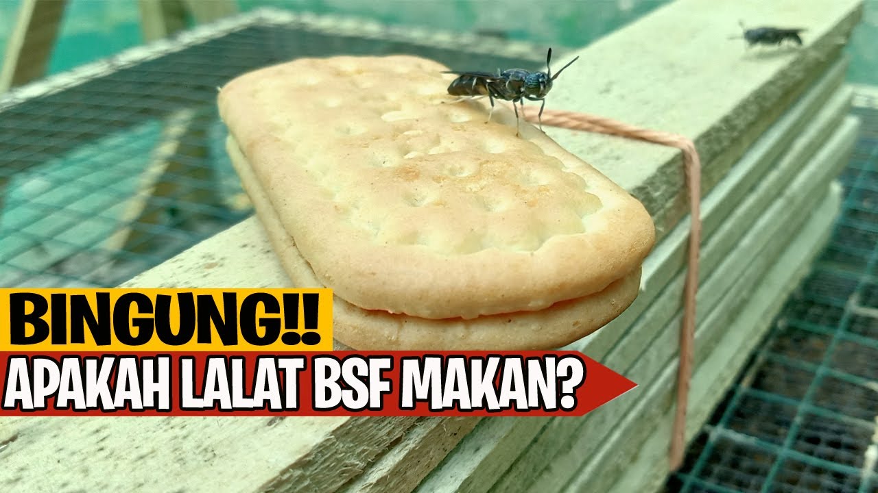 Apakah Lalat BSF Butuh Makanan? dan Apa Makanan Lalat BSF Dewasa? Makanan Lalat Maggot!