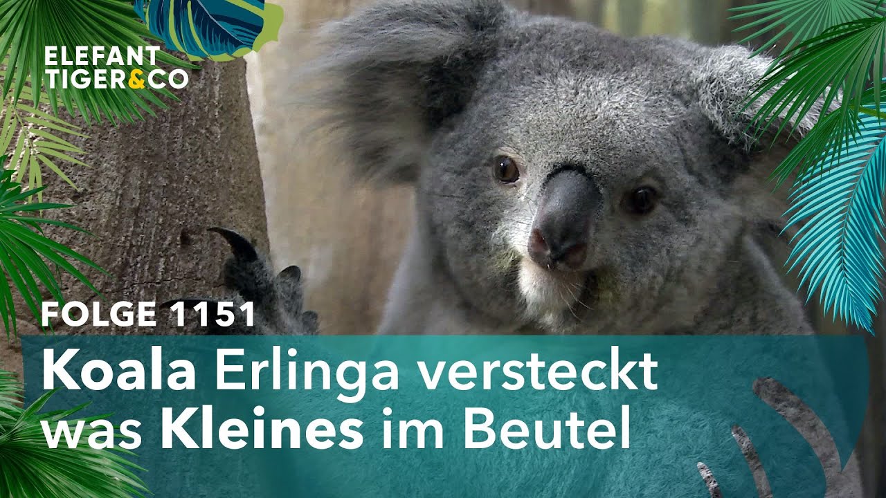 Wenn sie laufen, läuft's (Folge 1151) | Elefant, Tiger & Co. | MDR