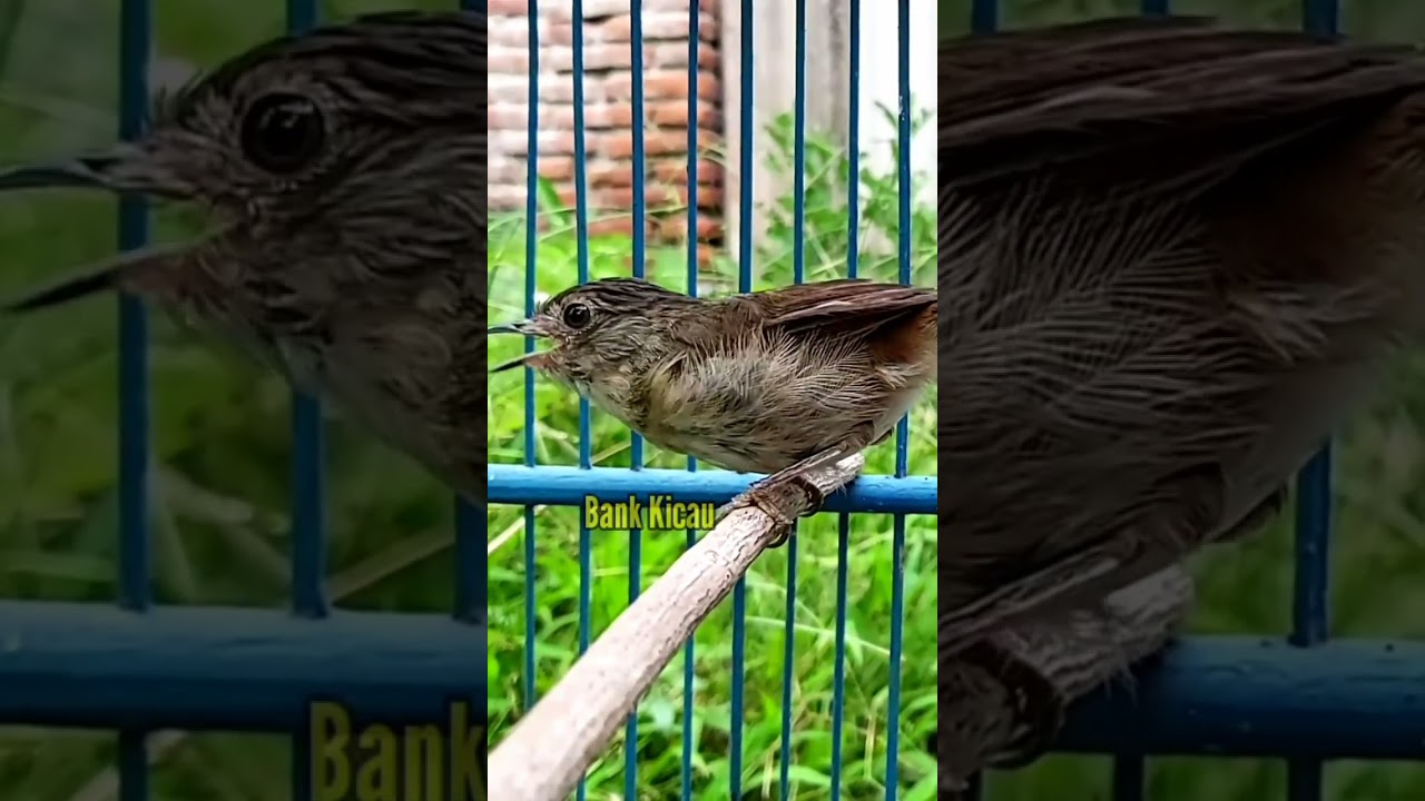 flamboyan gacor #birds #tweet #flamboyangacor #flamboyan #burungunik #burungmasteran #bankkicau