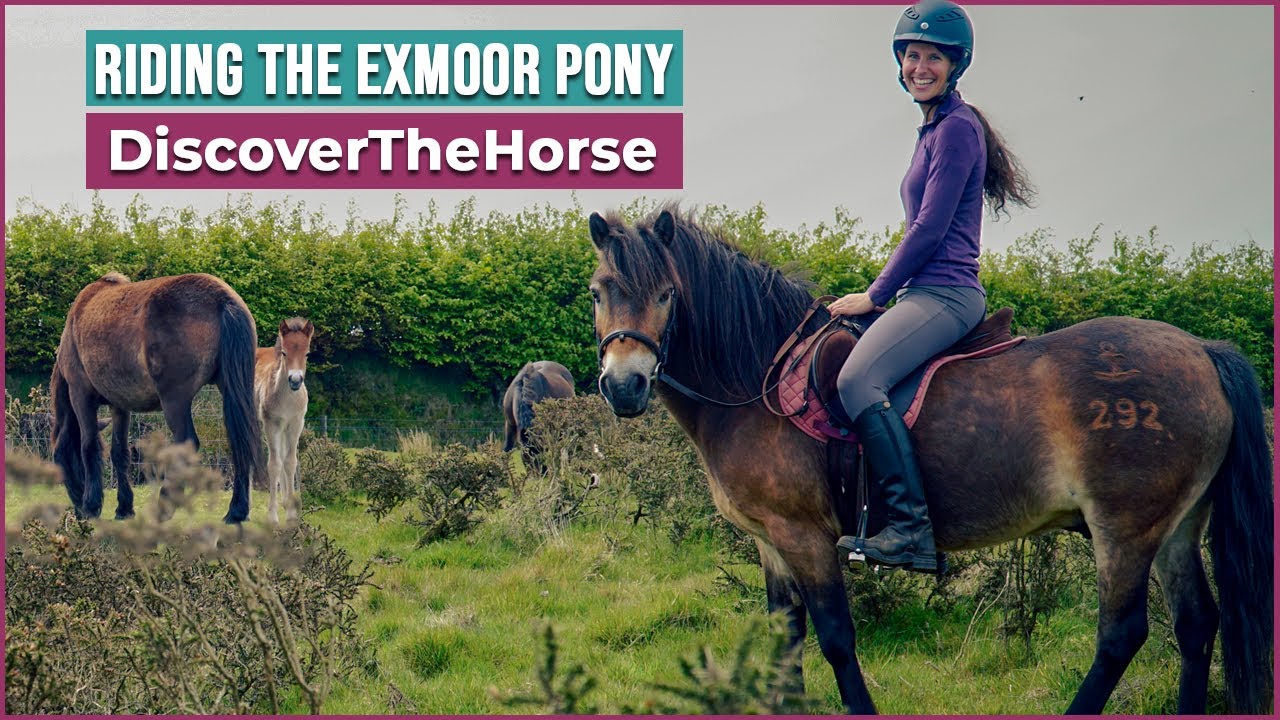 Riding an Exmoor Pony in Exmoor National Park!