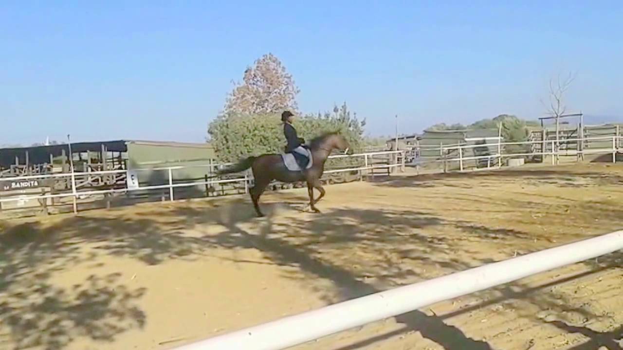 diagonale al trotto (rallentatore)