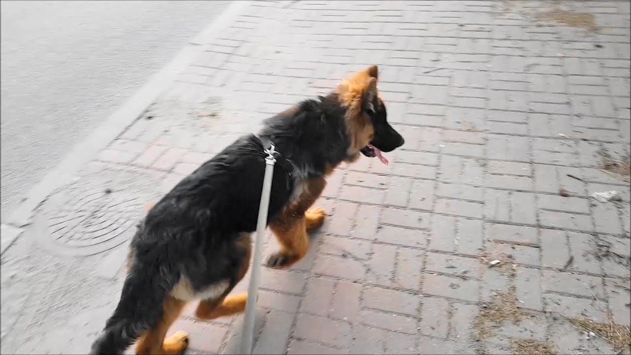 Major & a walk through the village/Major i spacer przez wieś