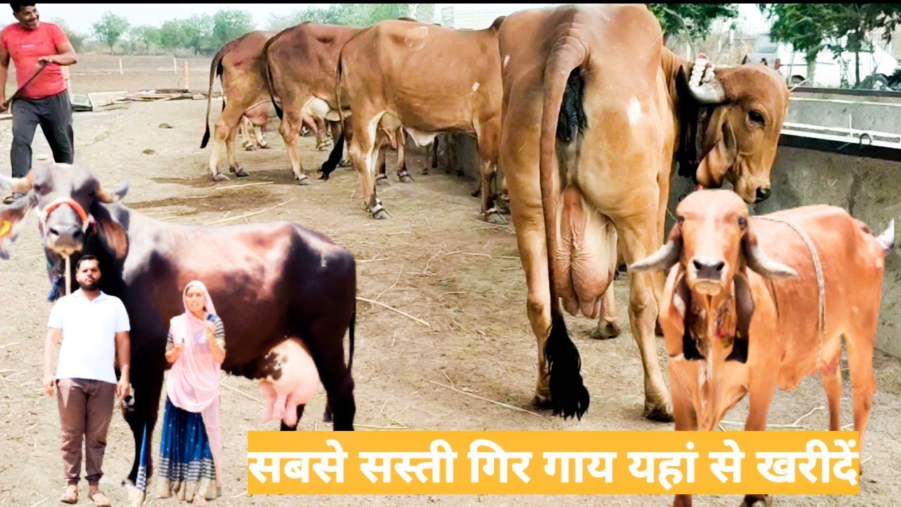 सबसे सस्ती गीर गाय यहां से खरीदें ₹40 हजार से लेकर ₹1 लाख गिर क्रॉस जाफराबादी