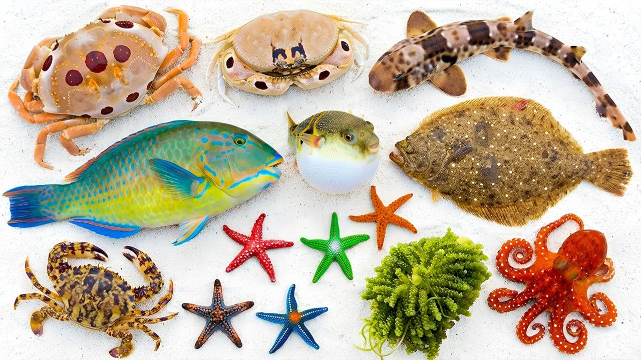 🌊  CATCHING FISH 🦈 Shark Rescue from 🐙 Octopus 🌕 Moon Crab 🐟 Flatfish 🐡 Pufferfish 🐠 Parrotfish
